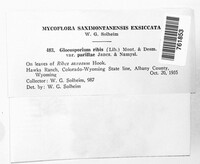 Drepanopeziza ribis image
